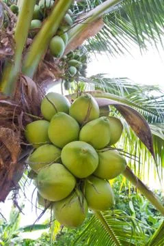 Coconut on the tree Stock Photos