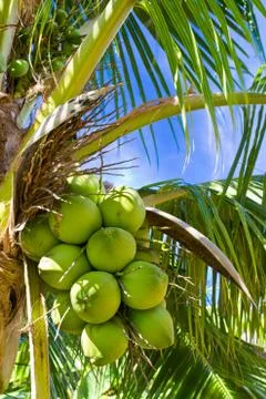 Coconut on the tree Stock Photos