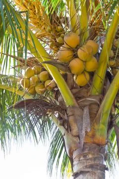 Coconut on the tree Stock Photos