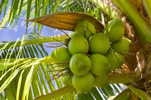 Coconut on the tree Stock Photos