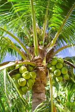 Coconut on the tree Stock Photos