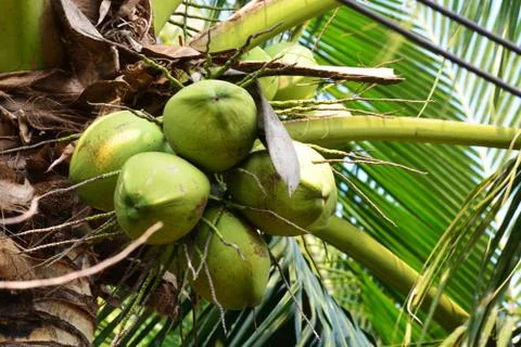 Coconut on the tree Stock Photos