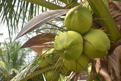 Coconut on the tree Stock Photos