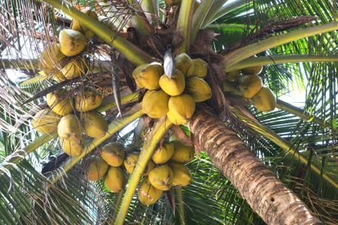 Coconut on the tree Stock Photos