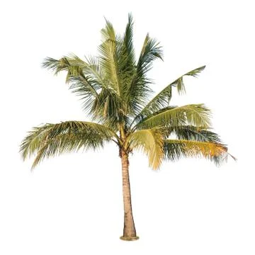 Coconut tree Stock Photos