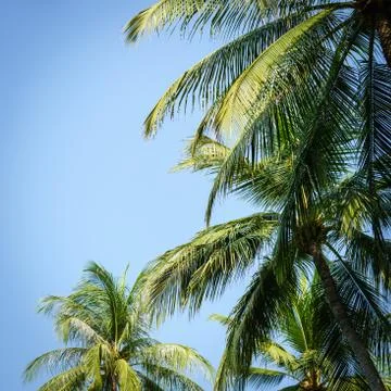Coconut tree Stock-Fotos