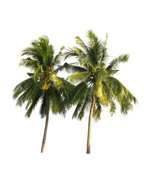 Coconut tree Stock Photos