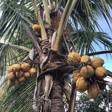 Coconut Tree Stock Photos
