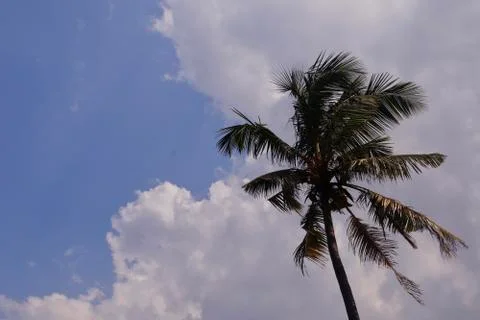 Coconut tree Foto stock