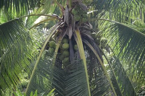 Coconut tree Stockfoto's