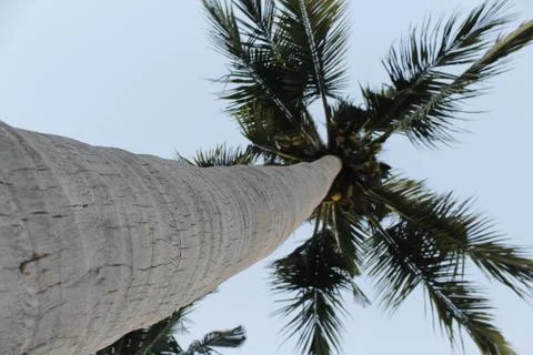 A coconut tree Foto stock