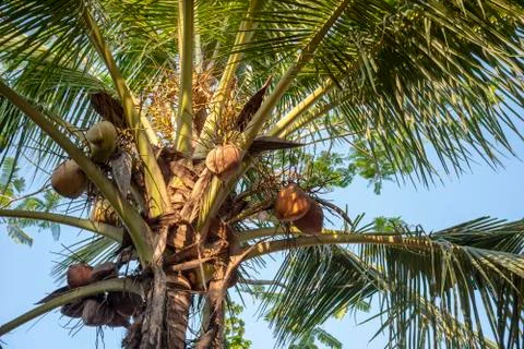 Coconut tree Stock Photos