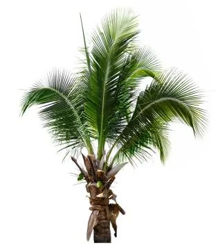 Coconut tree Stock Photos