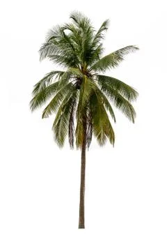 Coconut tree Stock Photos