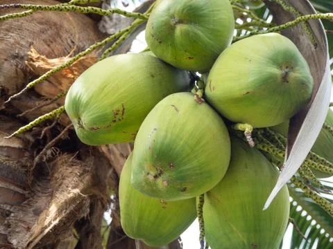 Coconut tree Stock Photos
