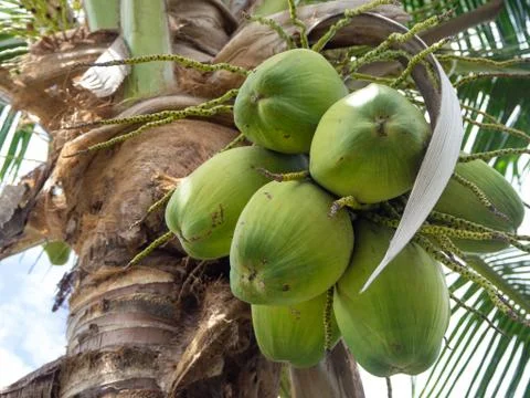 Coconut tree Stock Photos
