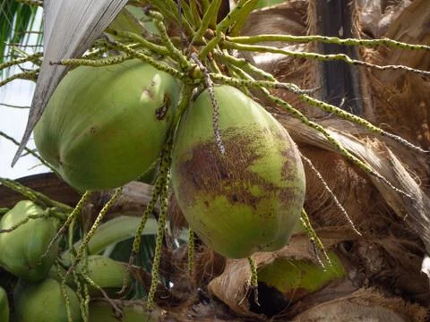 Coconut tree Stock Photos