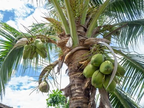 Coconut tree Stock Photos