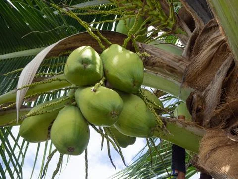 Coconut tree Stock Photos