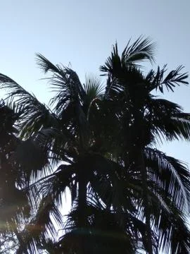 Coconut tree Photos