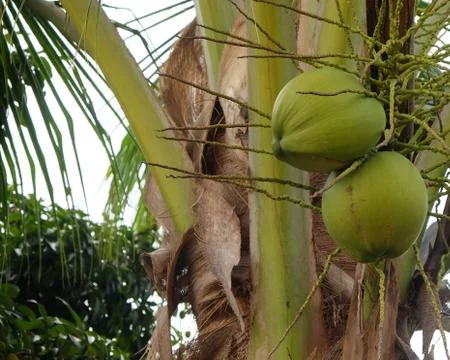 Coconut tree Stock Photos