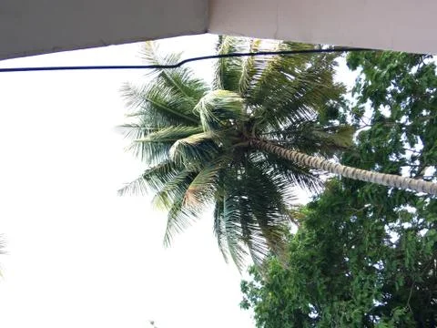 Coconut tree Foto stock