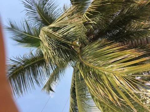 Coconut tree Foto stock