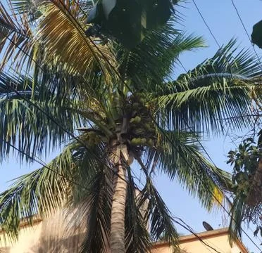 Coconut tree Stock Photos