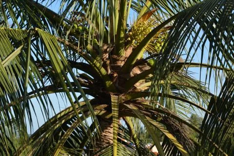 COCONUT TREE Foto stock