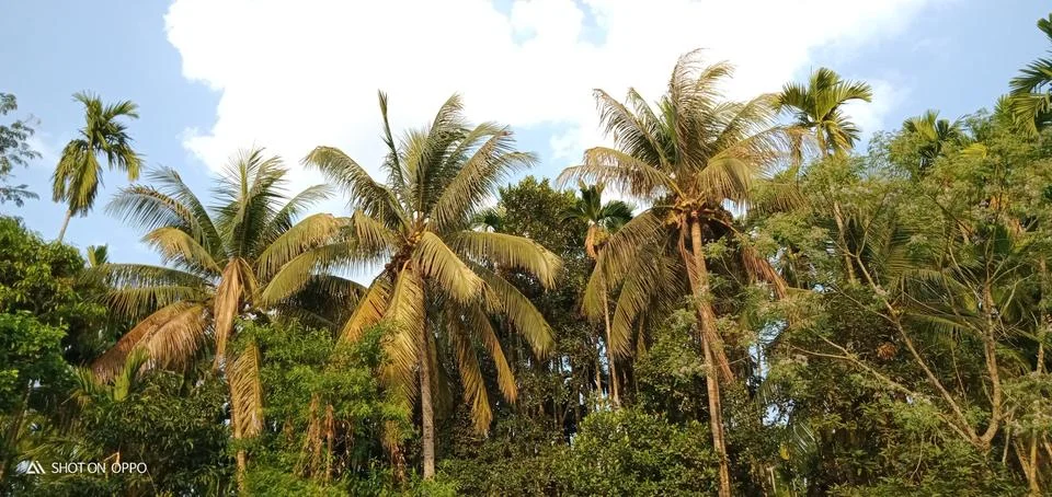 Coconut tree Stock Photos