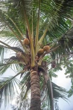 Coconut tree Stock Photos