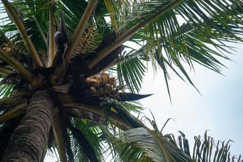Coconut tree Stock Photos