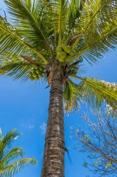 Coconut tree Stock Photos