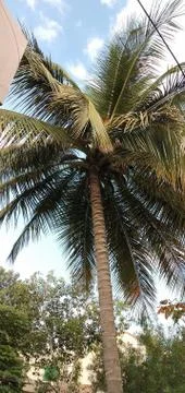Coconut tree Foto stock