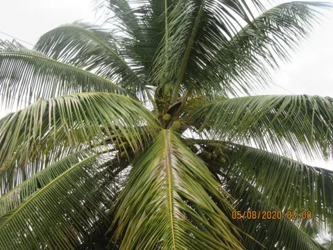 Coconut tree Foto stock