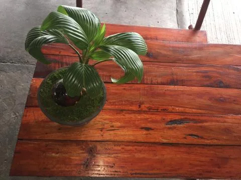 Coconut tree Stock Photos