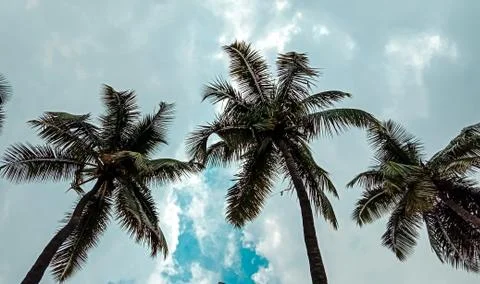 Coconut tree Stock Photos