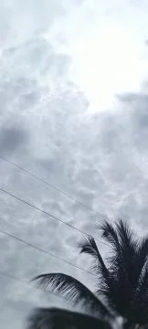 Coconut tree Foto stock