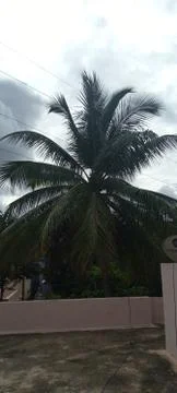 Coconut tree Foto stock