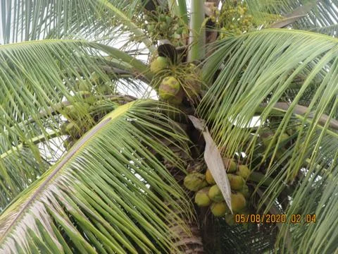 Coconut tree Stock Photos