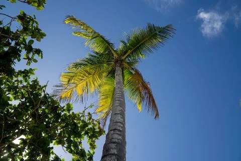 Coconut Tree Stock Photos