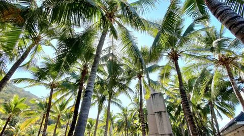 Coconut tree Stock Photos