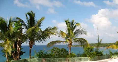 Coconut tree Stock Photos