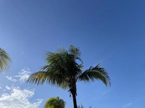 Coconut Tree Foto stock