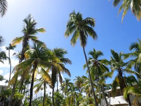 Coconut Tree Stock Photos