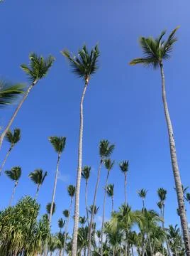 Coconut Tree Stock Photos