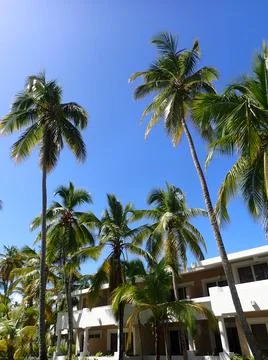 Coconut Tree Stock Photos