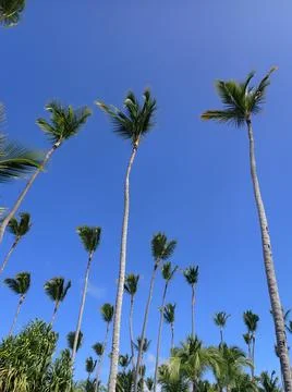 Coconut Tree Stock Photos