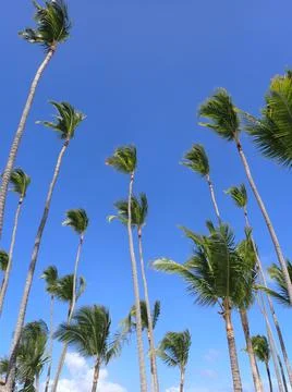 Coconut Tree Foto stock