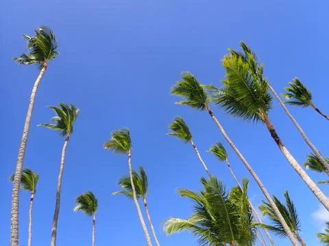 Coconut Tree Foto stock
